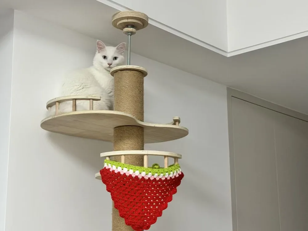 Dougie a casa