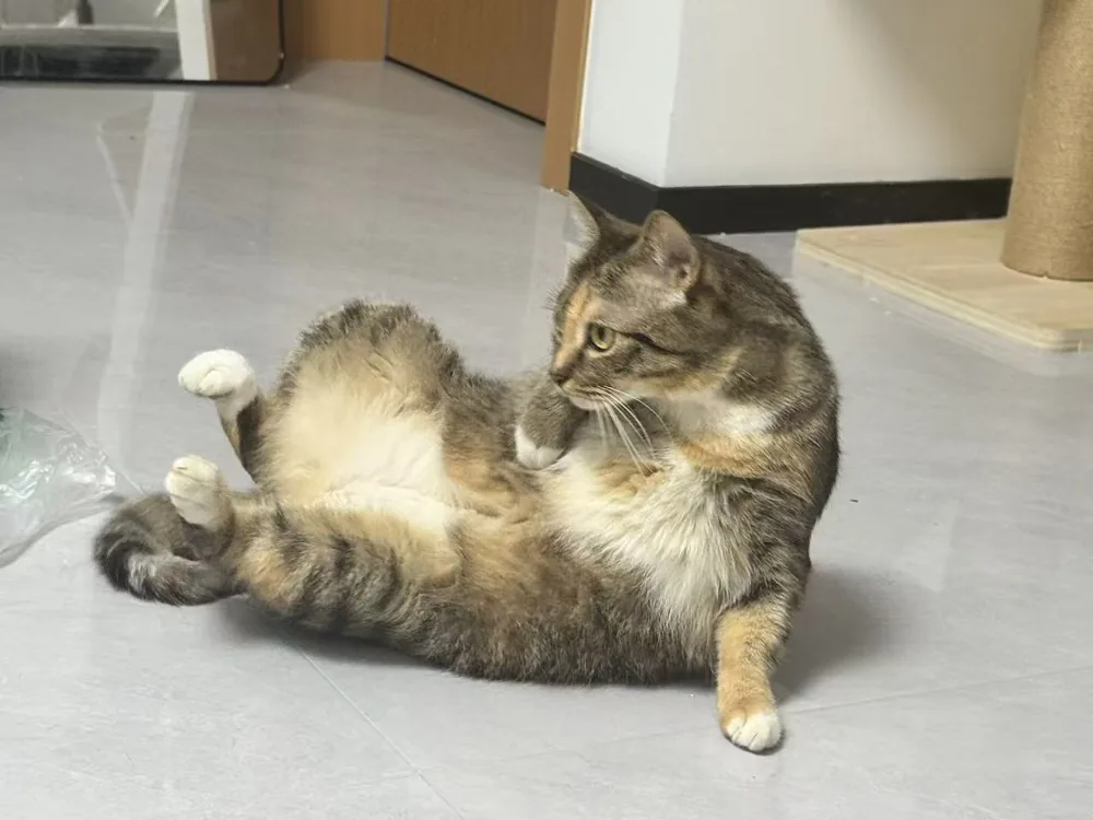 Piperの、わが家での一枚