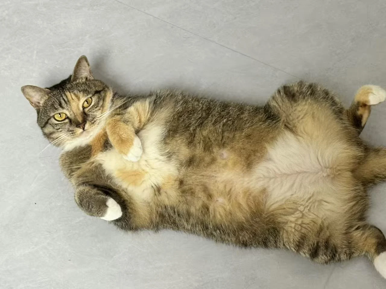 Piper en casa