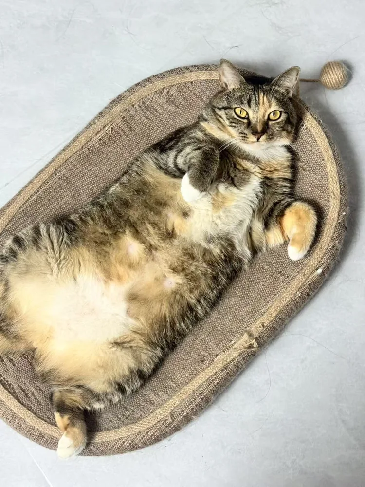 Piper en casa