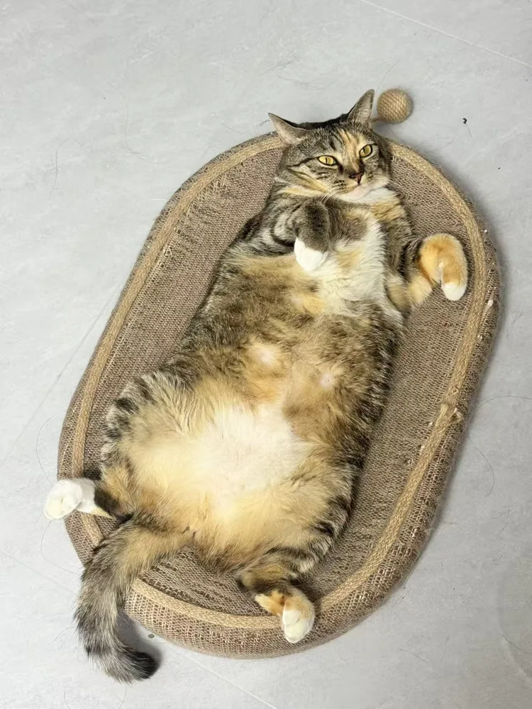 Piper a casa