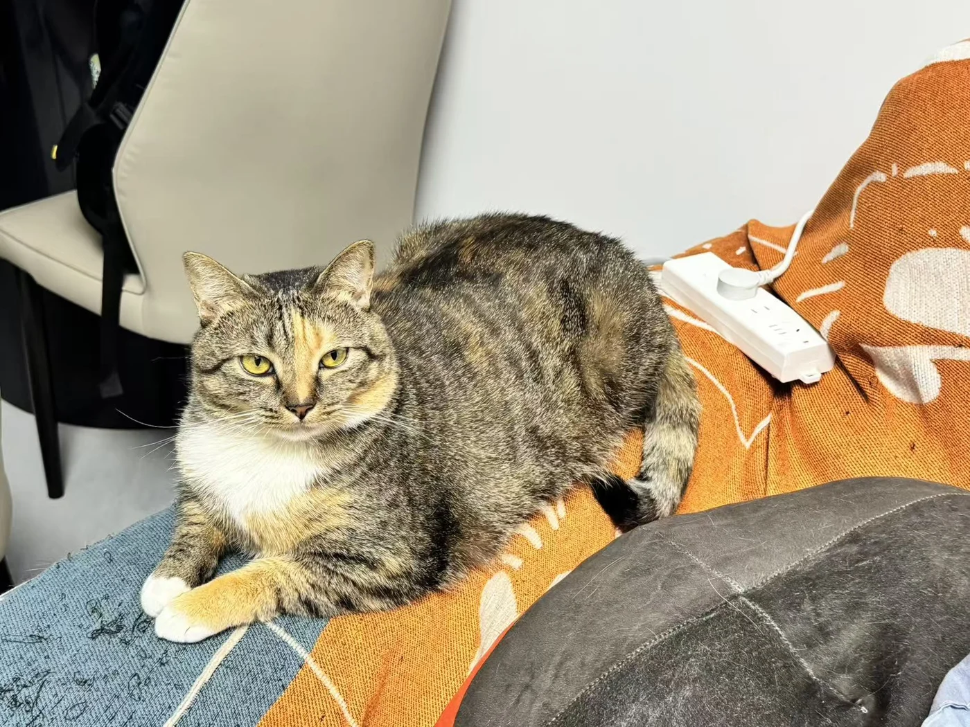Piper zu Hause
