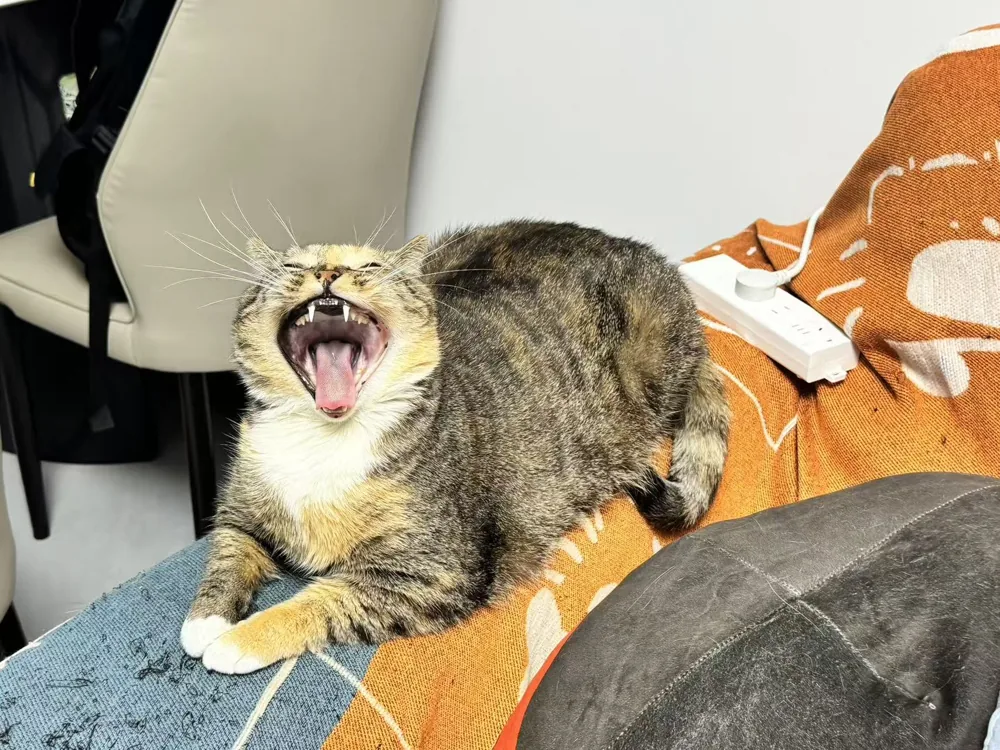 Piper a casa