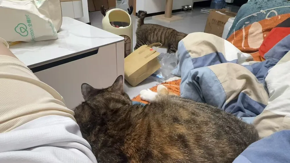 Piper a casa