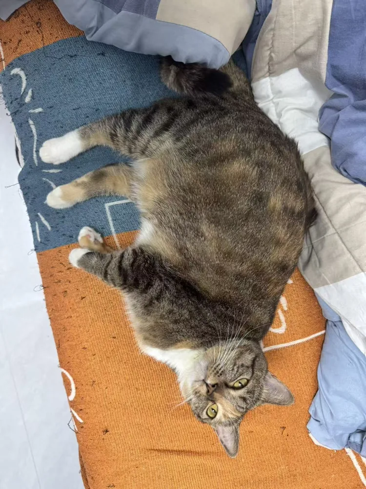 Piper zu Hause