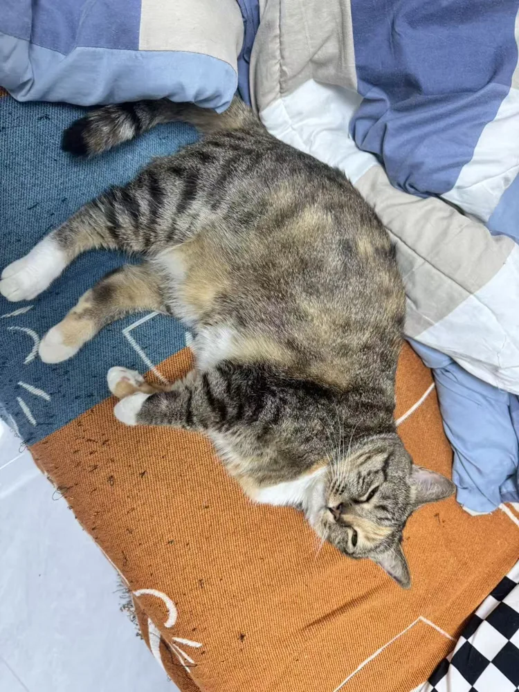 Piper a casa