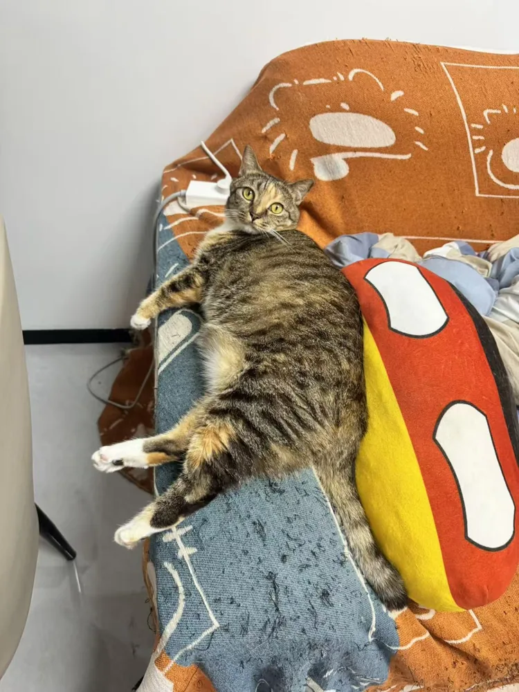 Piperの、わが家での一枚