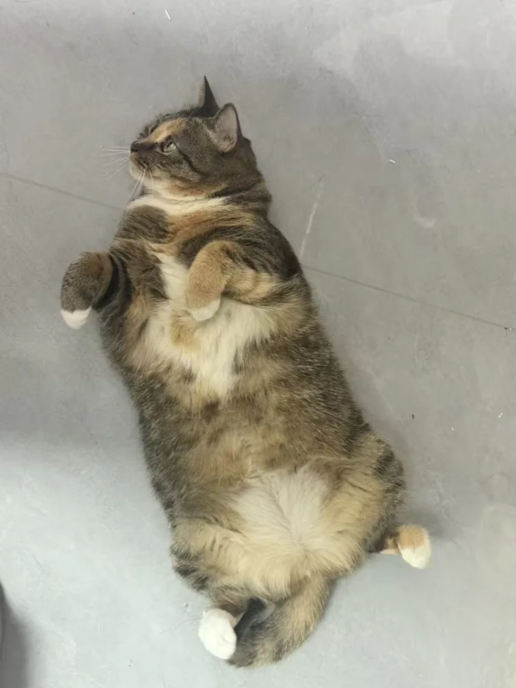 Piper a casa