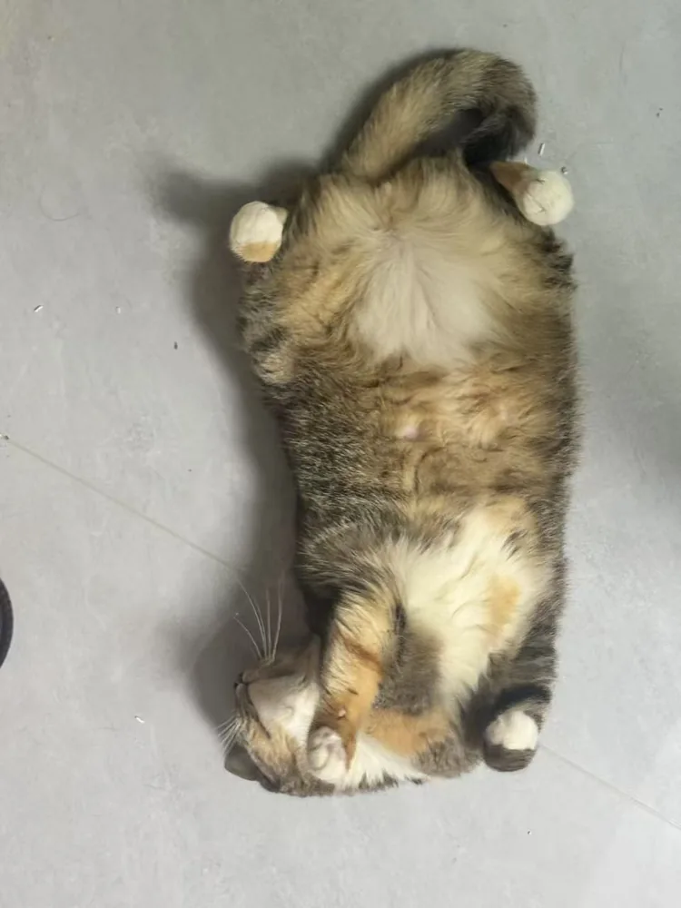 Piper a casa