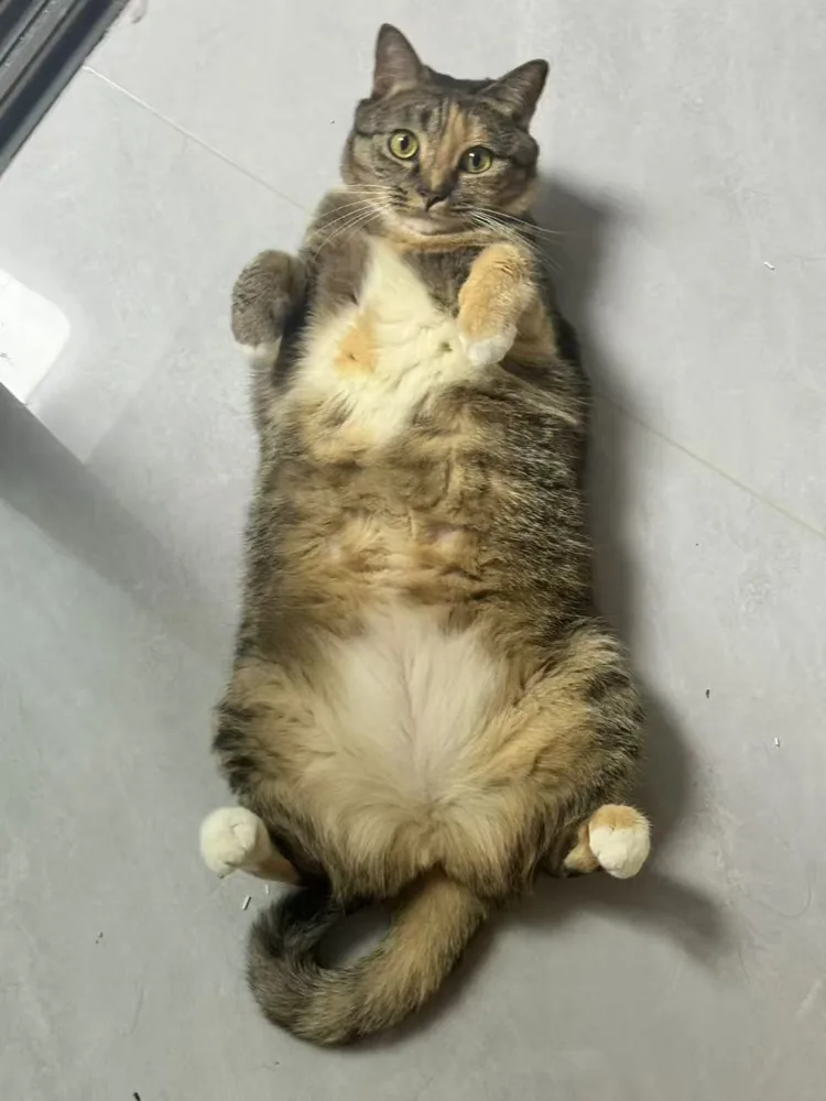 Piper à la maison