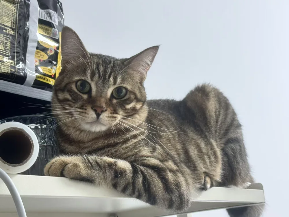 T-Bone, uno dei nostri cinque gatti a casa.