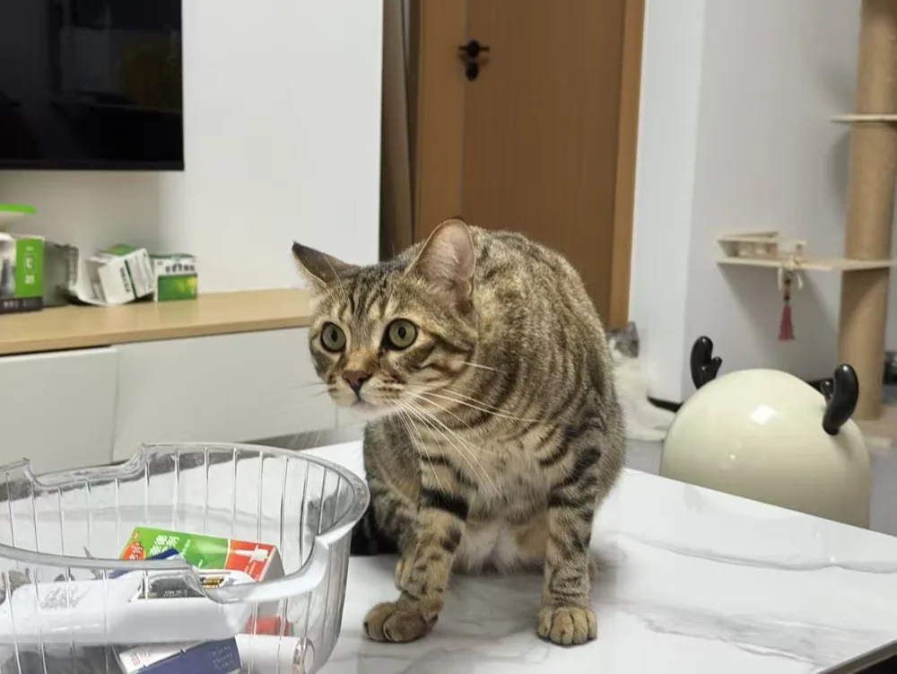 T-Bone, uno dei nostri cinque gatti a casa.