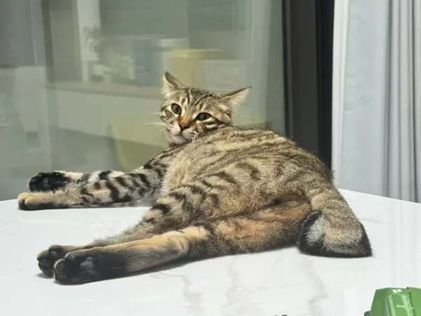 T-Bone streckt sich auf einem Tisch am Fenster