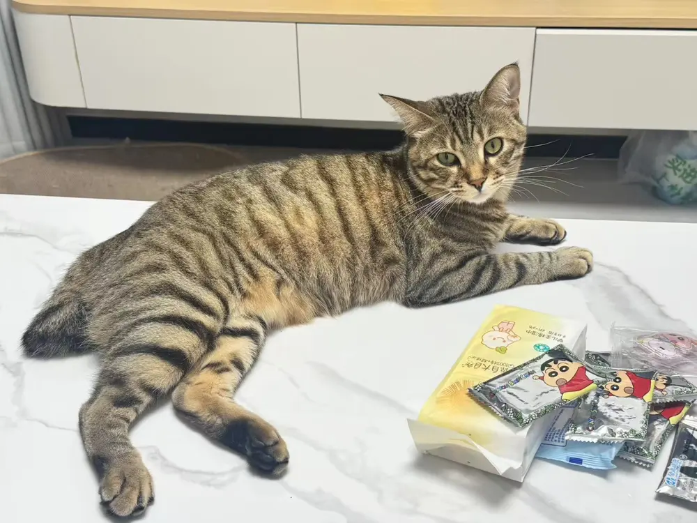 T-Bone, ein brauner Tabby, gestreckt auf einem weißen Tisch