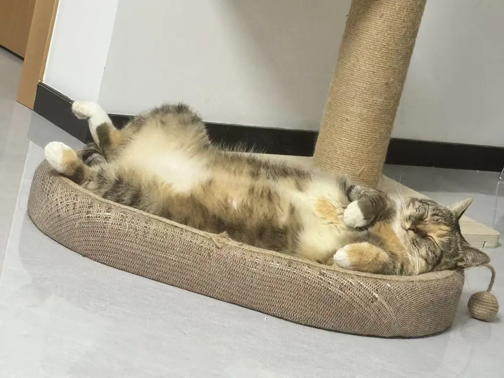 Piper zu Hause