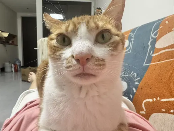 Dottie looking up with her orange and white face