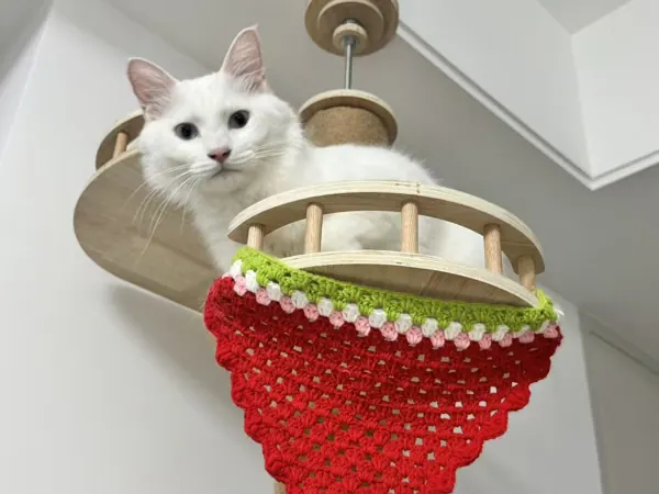 Dougie peeking over the edge of his cat tree