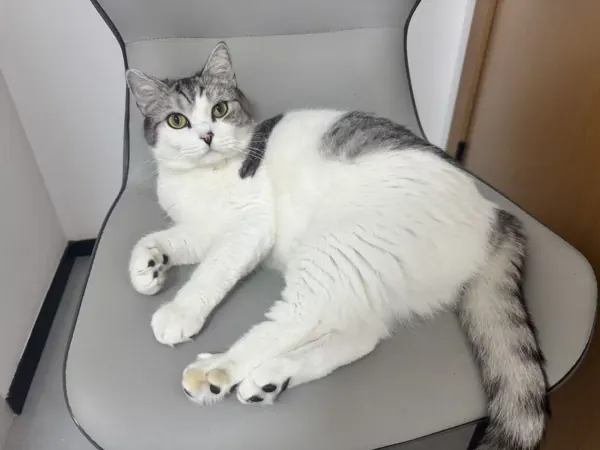 Juno resting on a gray chair