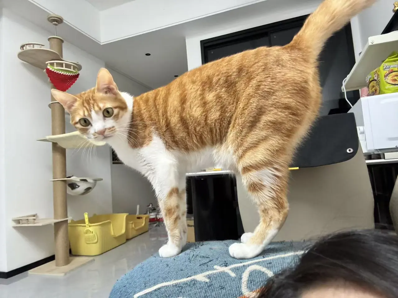 Dottie standing on the sofa, showing her orange tabby coat and white paws