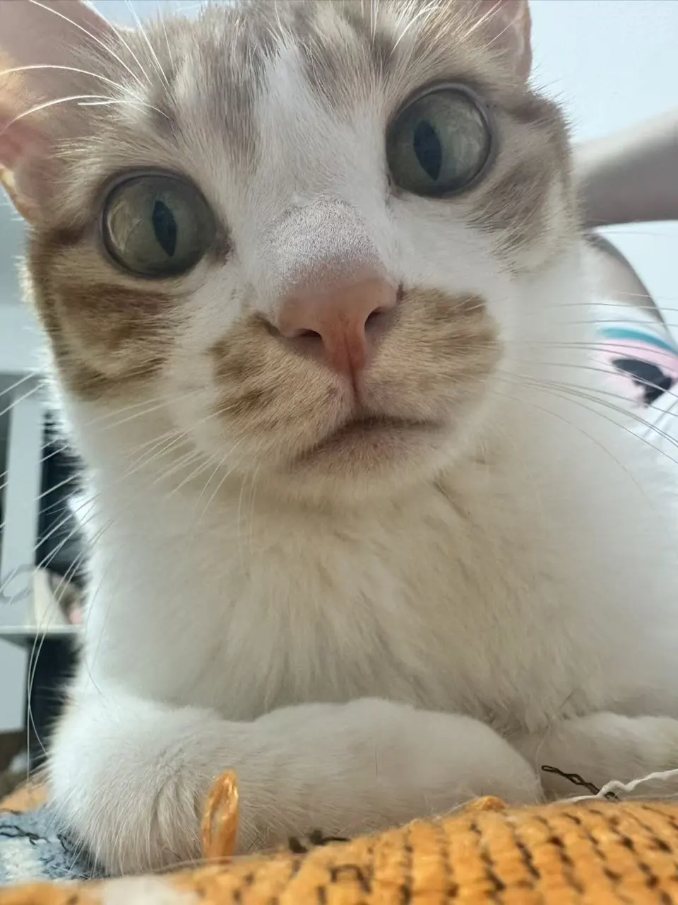 Dottie looking closely at the camera