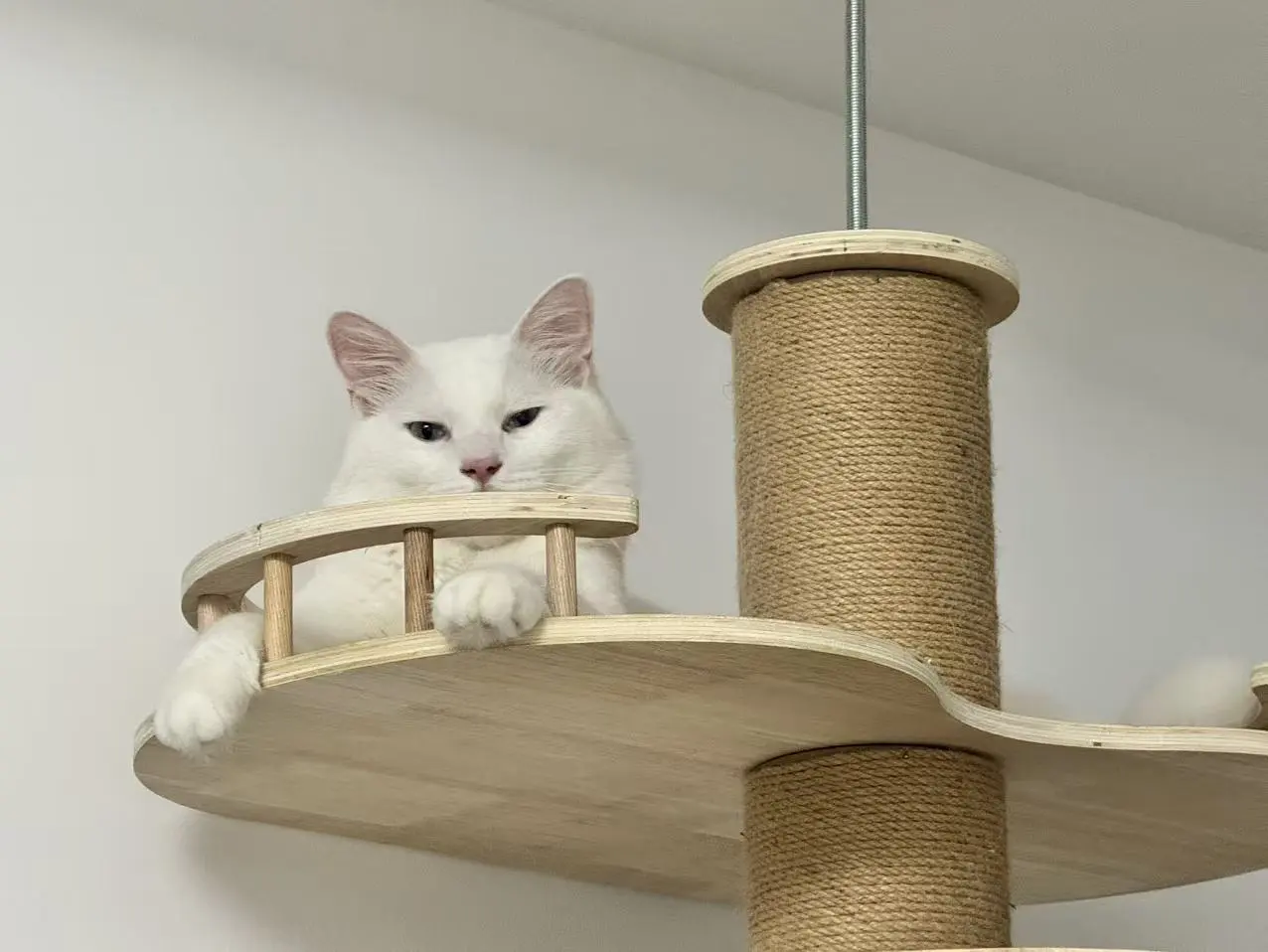 Dougie looking out from a cat-tree platform