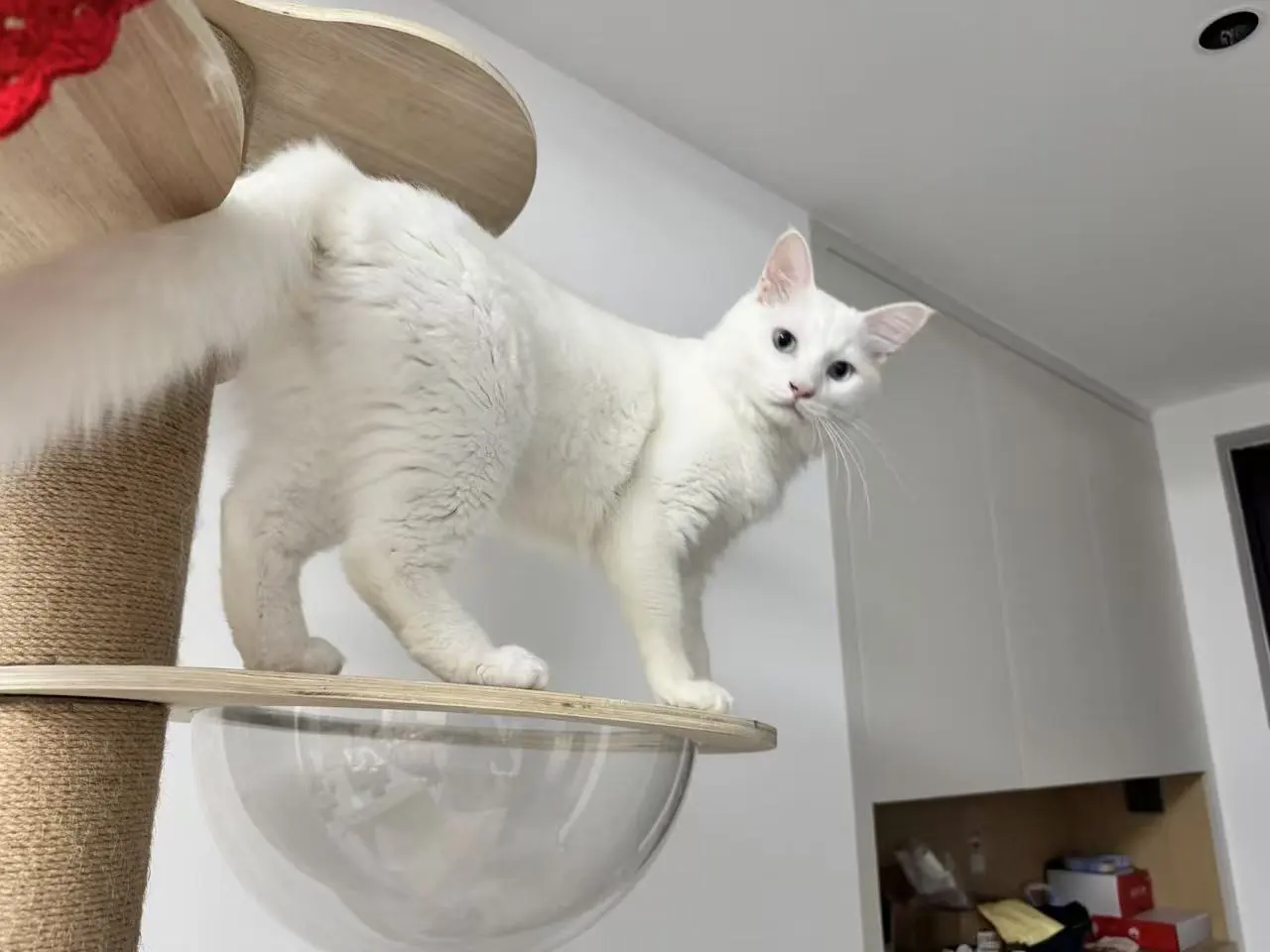 Dougie standing on a wooden cat-tree platform