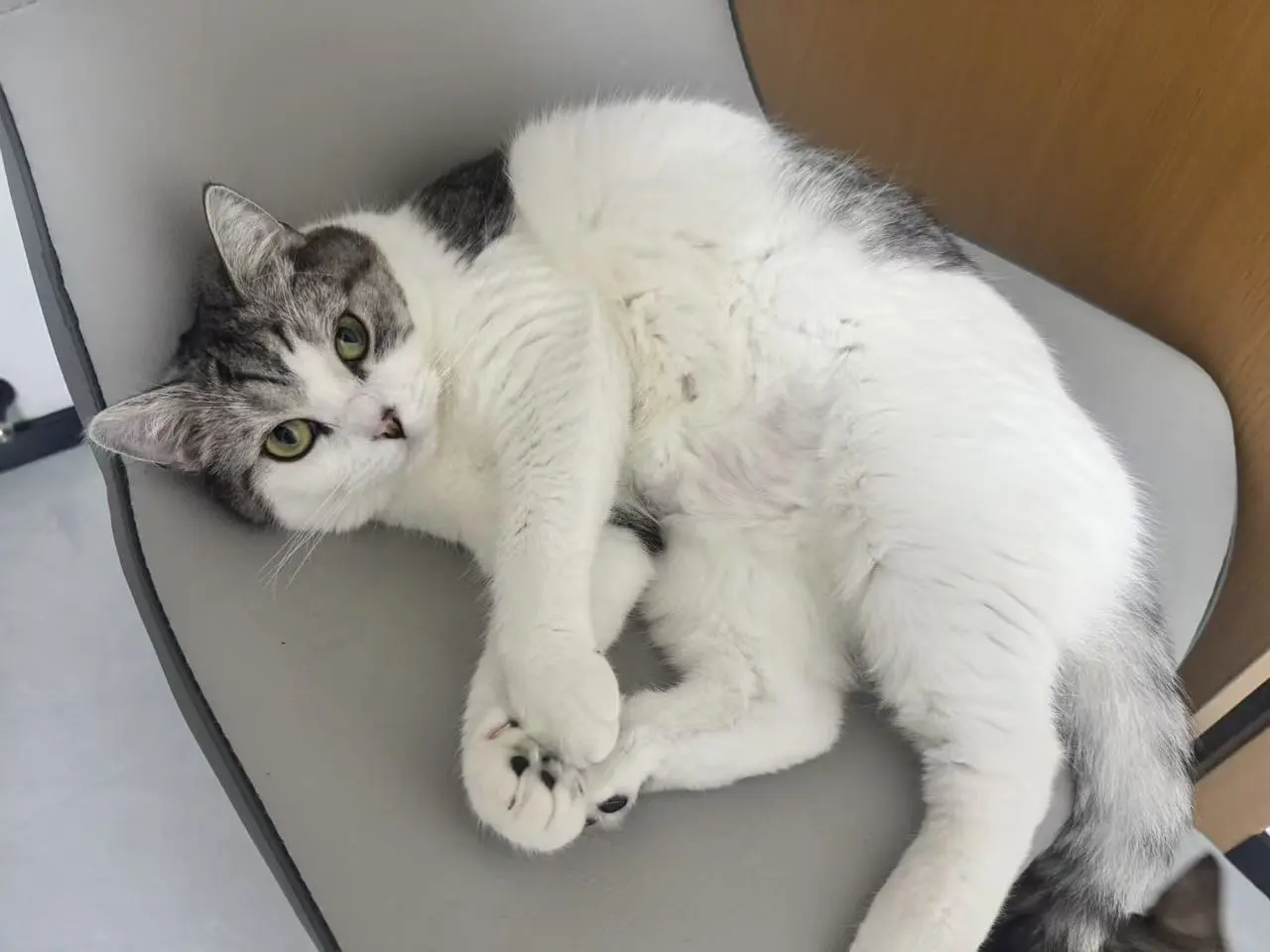 Juno resting on a chair with her striped tail curled beside her