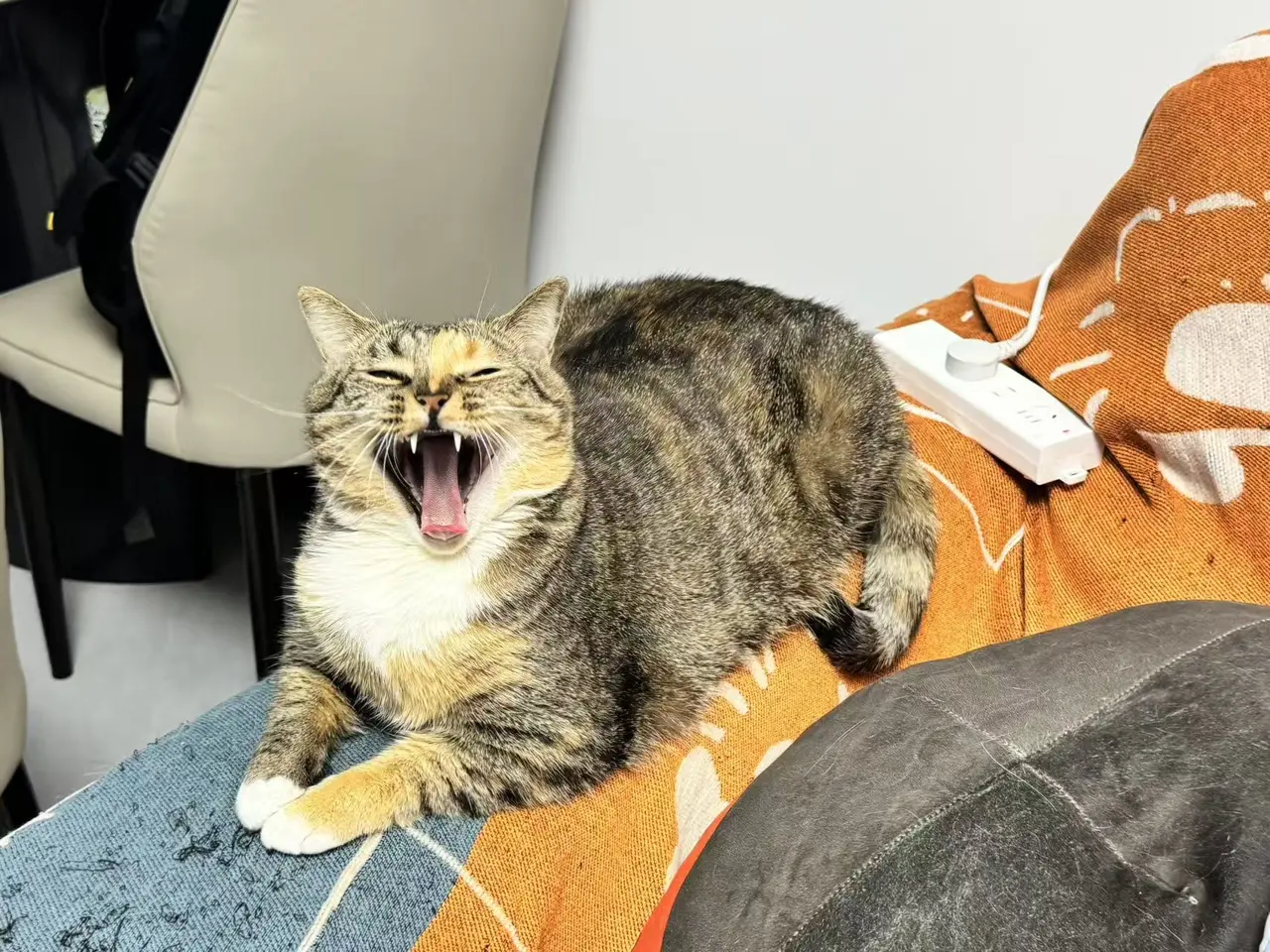 Piper caught mid-yawn on the sofa