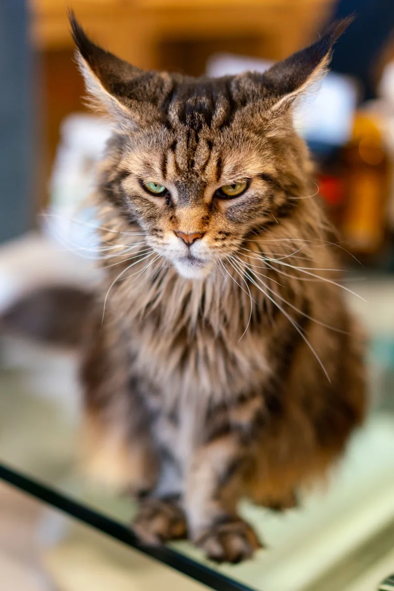 Primer plano de un gato Coon Principal