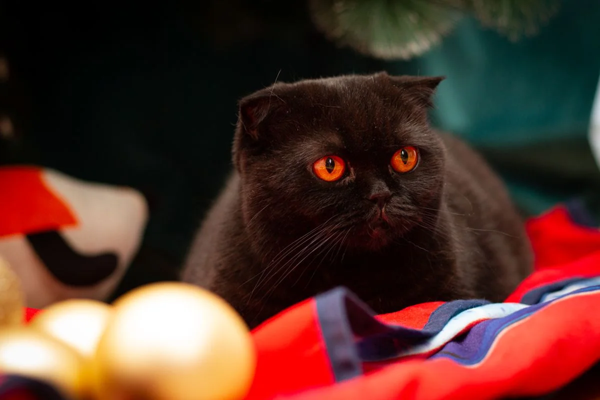 Graue Katze