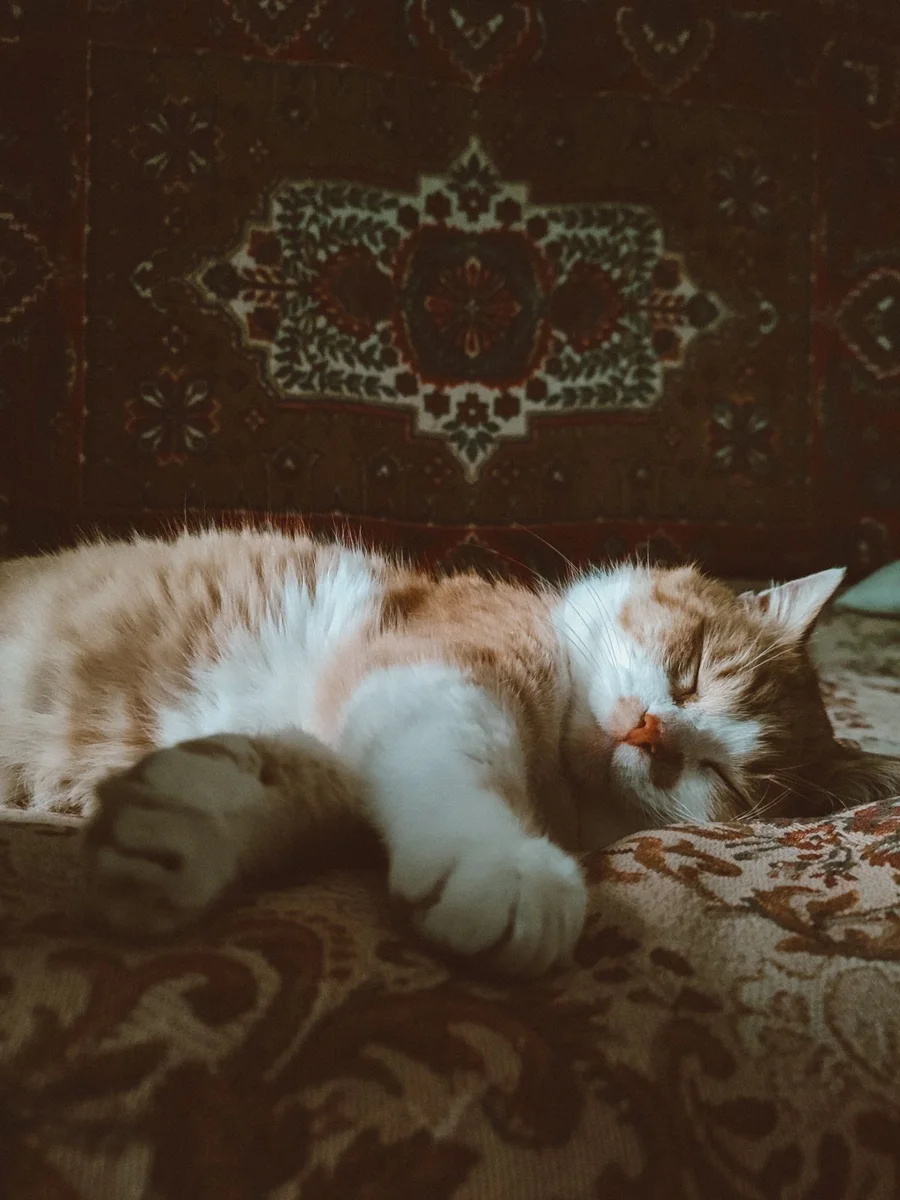 un gatto addormentato