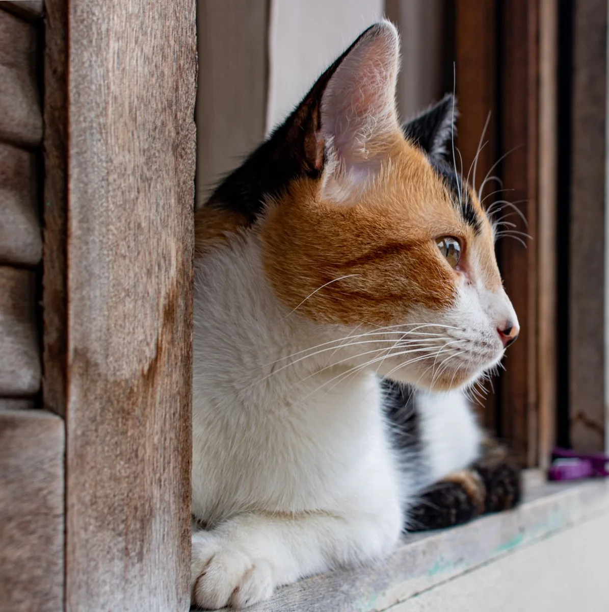 Un chat calico sur la fenêtre