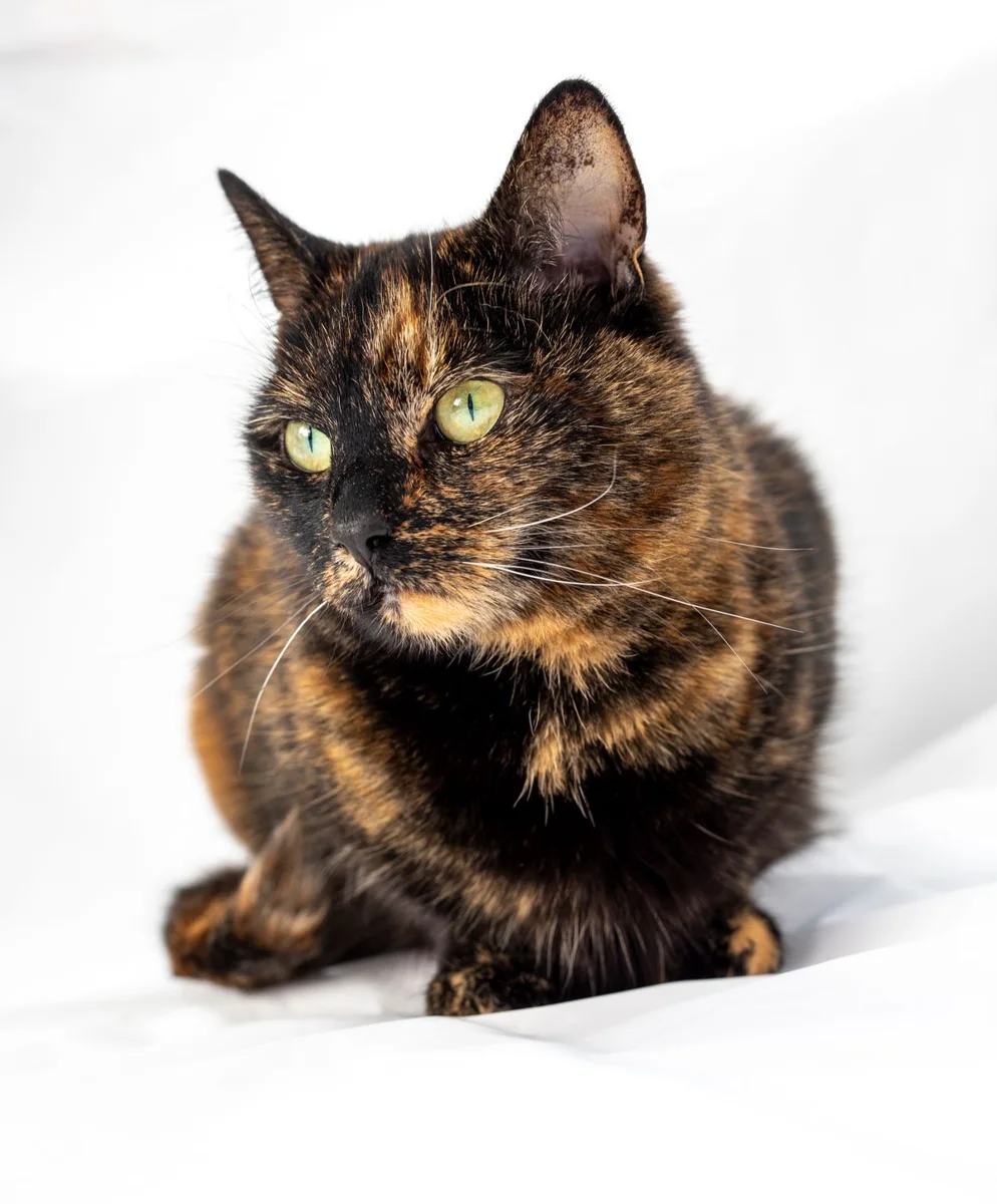 Tortoiseshell Katze in Nahaufnahme