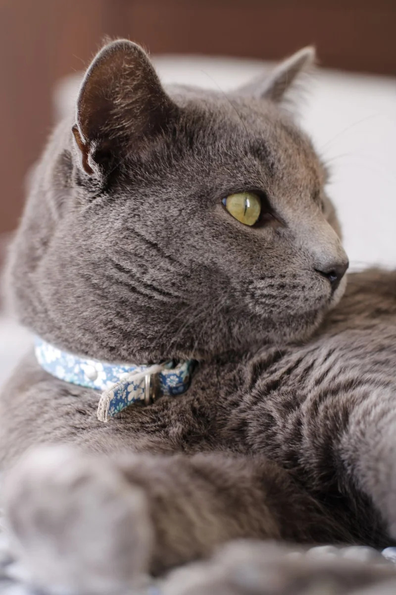 Graue Katze mit blauem Kragen