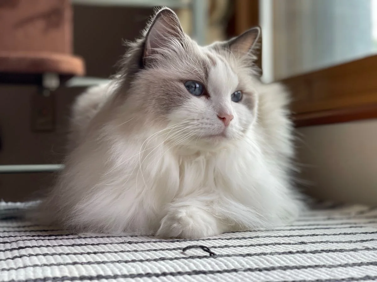 Coup de feu rapproché d'un chat