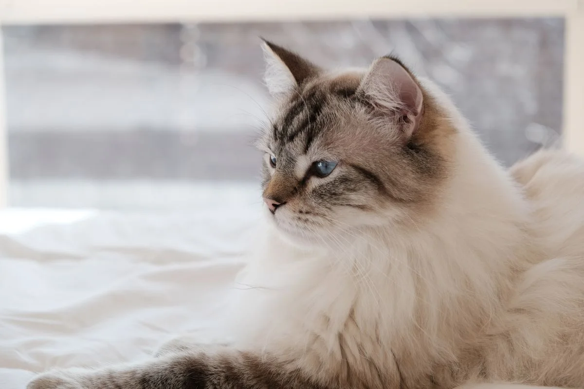 Eine Ragdoll-Katze mit blauen Augen