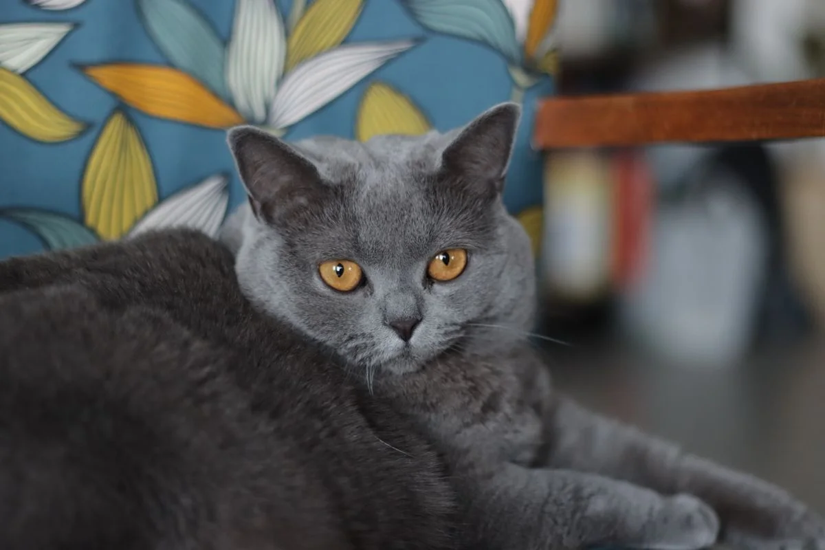 Primo piano un gatto grigio corto