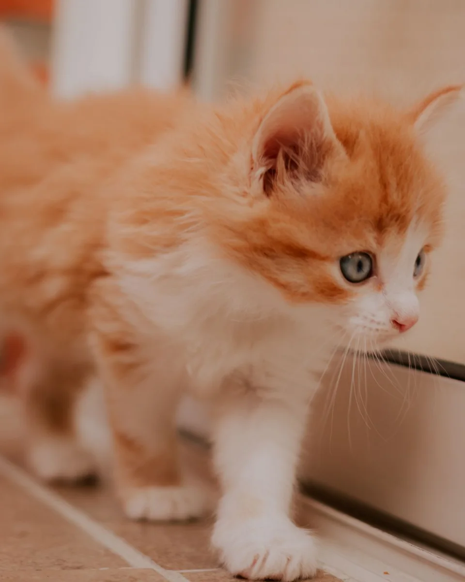 Orange Tabby Kitten in foto da vicino