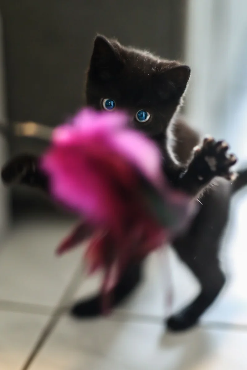 Gatto nero in piedi