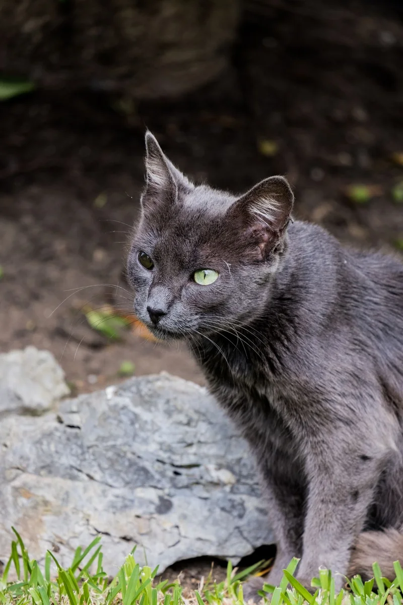 Nahaufnahme einer grauen Katze