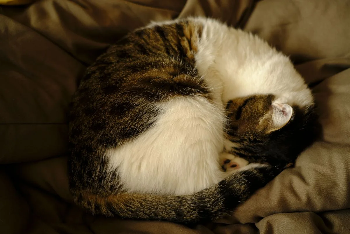 Nahaufnahme einer schlafenden Katze