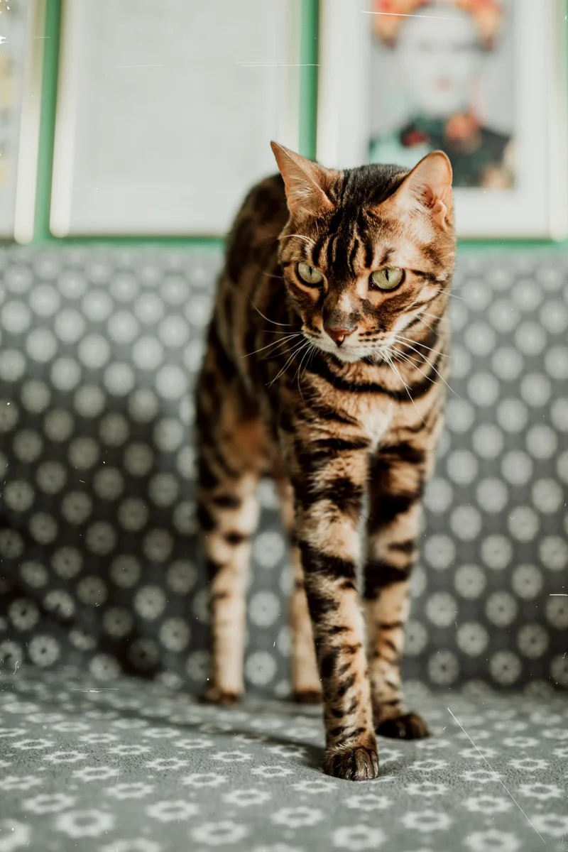 Eine Bengalenkatze