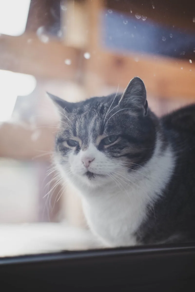 Katze hinter Fenster