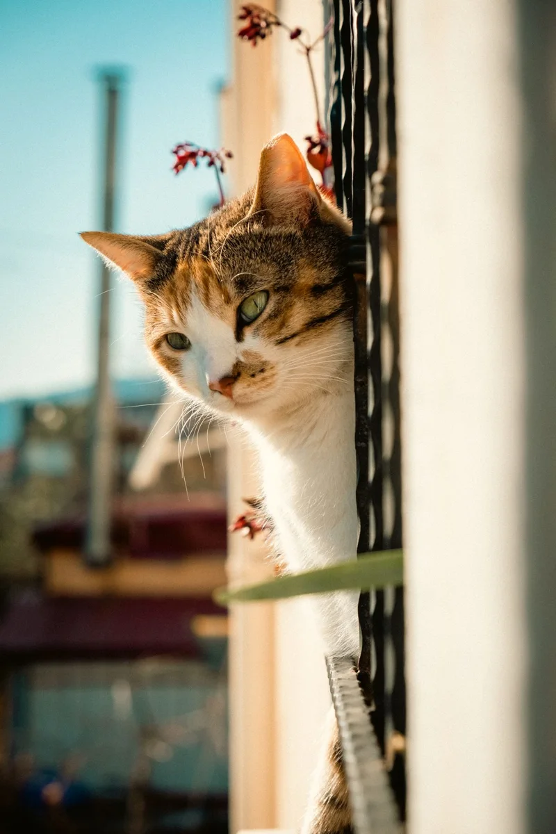 Gatto che guarda fuori dalla finestra