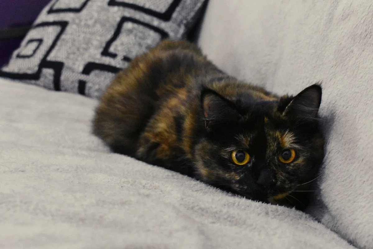 Tortoiseshell Katze