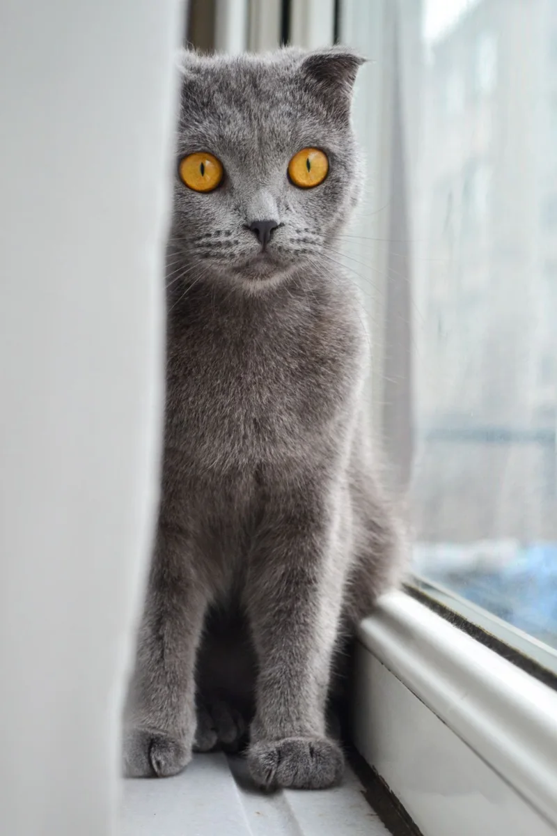 Un gatto grigio shorthair su Windowsill