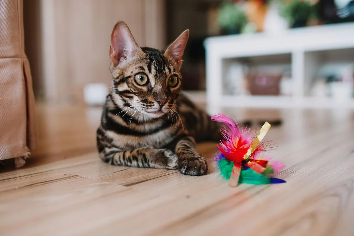 Gatto con giocattolo sul pavimento
