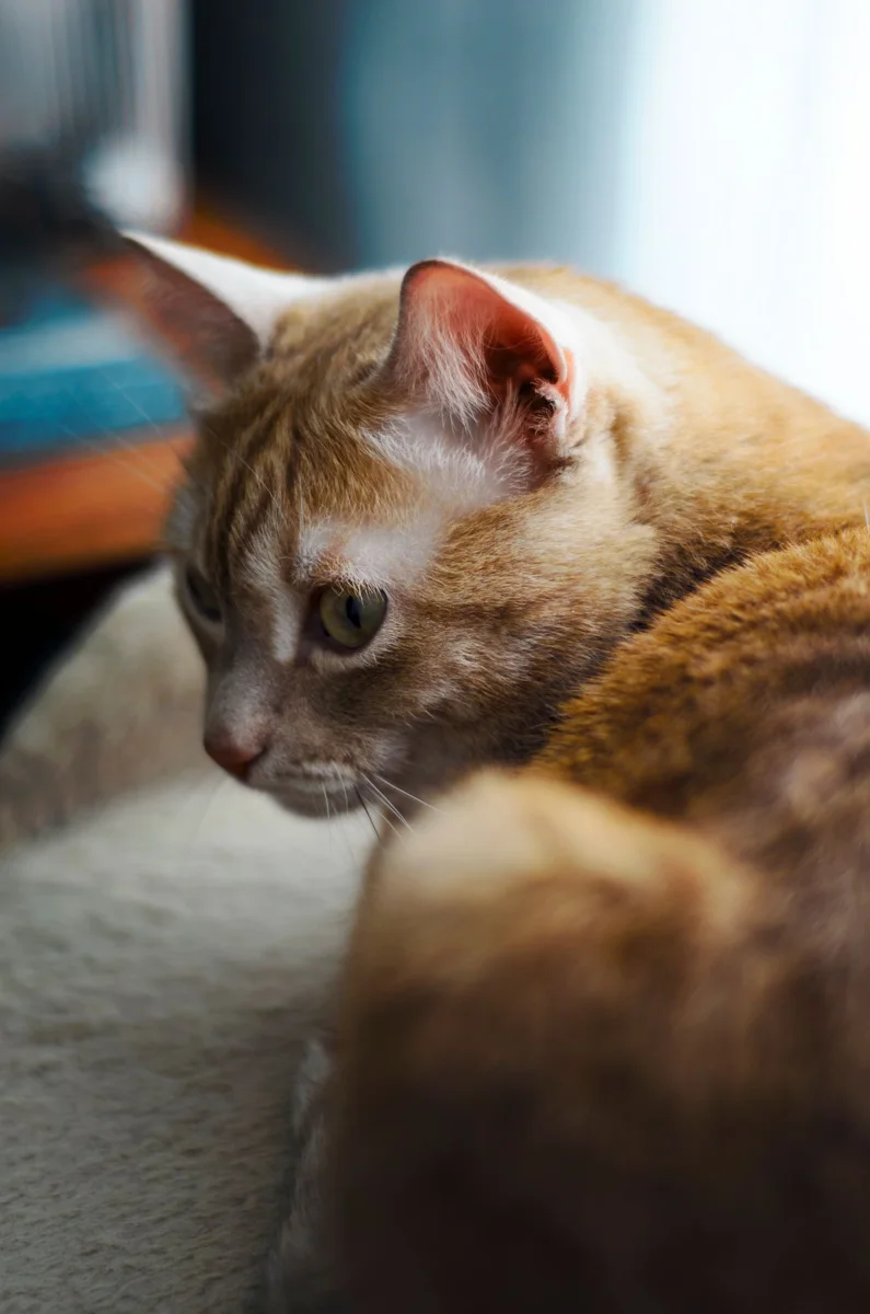 Nahaufnahme eines Orange Kitten