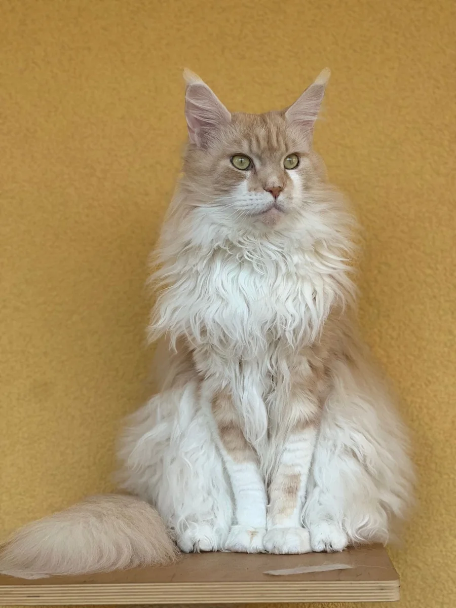 Avvicinamento di un gatto Maine Coon