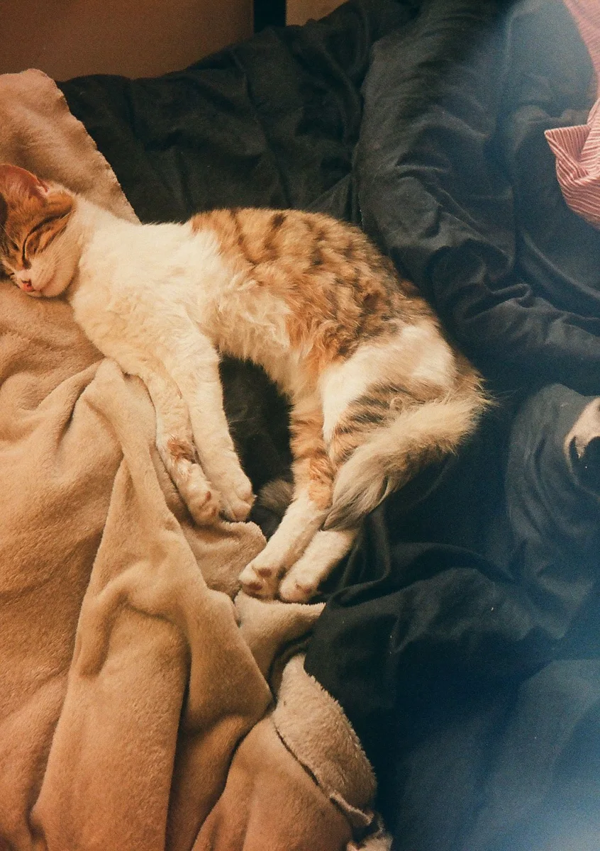 Katze liegend und schlafend